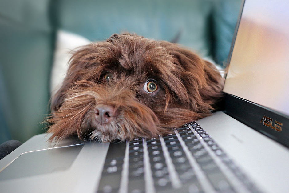 Dog looking over a laptop keyboard